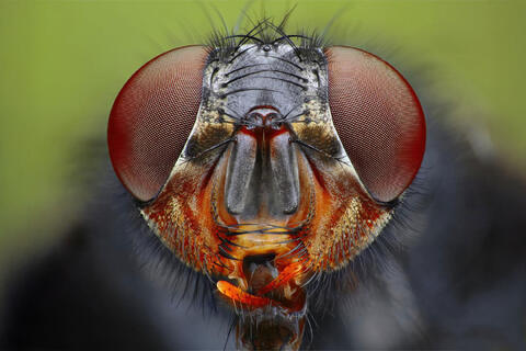 Focus stacking - slik får du ekstrem skarphet i makrofotografering